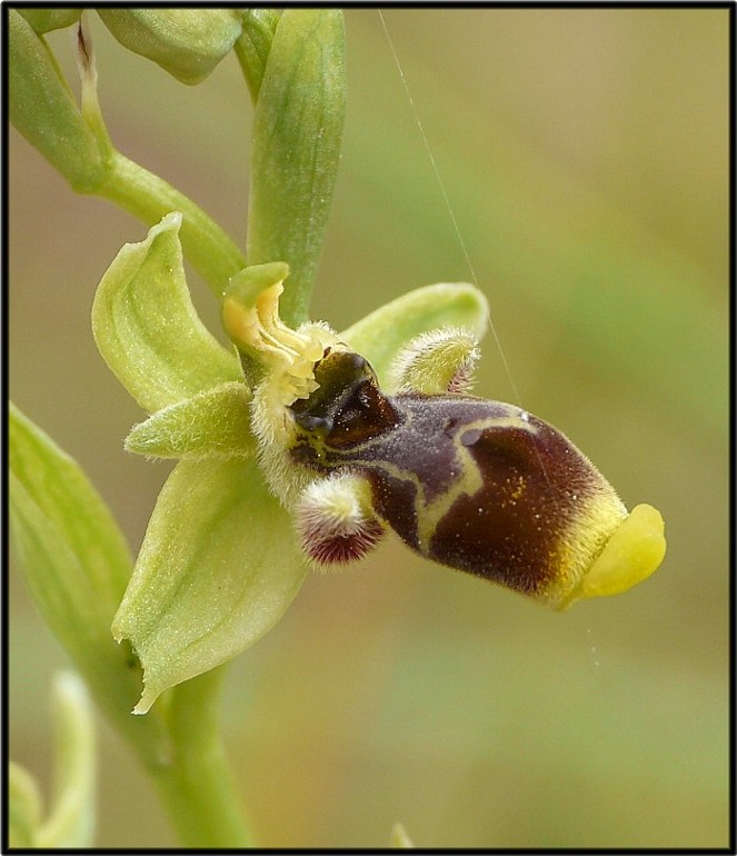 Ophrys conradiae